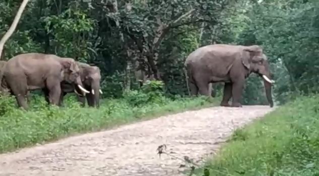 महुआ बीनते ग्रामीण को हाथी ने पटक मारा