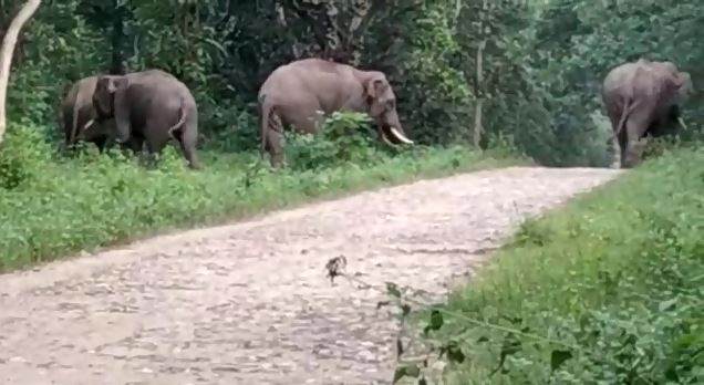 महासमुन्द: कब रुकेगा हाथियों का कहर