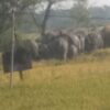हाथियों से घिरे बुजुर्ग को रेस्क्यू कर सुरक्षित निकाला वन विभाग ने
