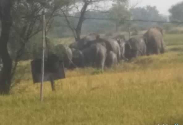 हाथियों से घिरे बुजुर्ग को रेस्क्यू कर सुरक्षित निकाला वन विभाग ने