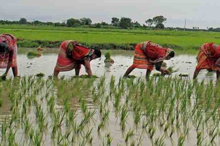 छत्तीसगढ़ में 89 प्रतिशत बोनी पूर्ण