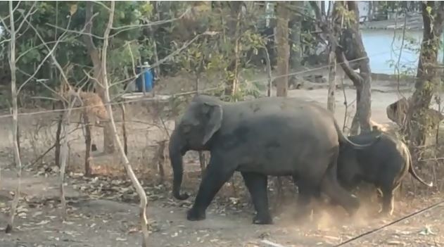 किसान को हाथी ने पटक-पटक कर मार डाला