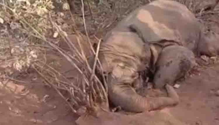 सरगुजा :हाथी का पुराना शव बरामद, दांत गायब