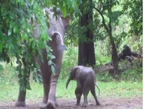 आखिर हाथी बार नवापारा अभ्यारण्य में आते क्यों हैं ?