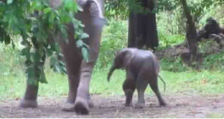 बारनवापारा अभ्यारण्य में विगत 6 वर्षों से हाथियों ने अपना कॉरिडोर बना लिया है। हाथियों के नए शावक जन्म देने के बाद से ये अभ्यारण्य को ही अपना कॉरिडोर बना चुके है ।