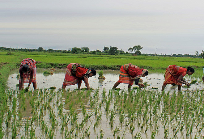 कृषि: भारत और फिजी के बीच पांच साल के समझौते को मंजूरी