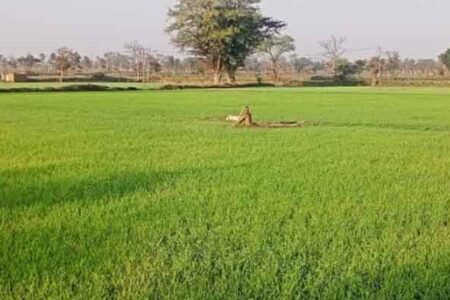 छत्तीसगढ़: खरीफ धान का रकबा 5 लाख 35 हजार हेक्टेयर कम करने का लक्ष्य