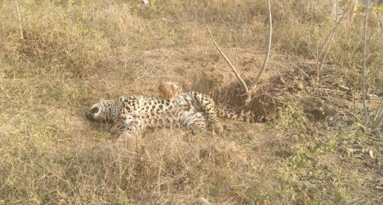 तेंदुओं की लाश मिली, एक का पंजा कटा मिला