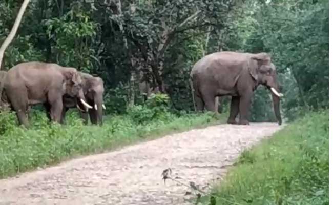 सड़क पर हाथियों का दल ,रामचंद्रपुर-सनावल मार्ग 12 घंटे बंद रहा