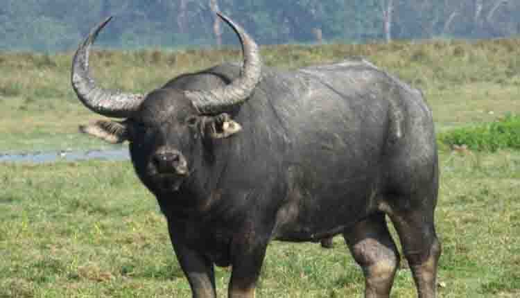 तेंदूपत्ता तोड़ रहे मजदूरों पर बायसन का हमला,महिला गंभीर जख्मी