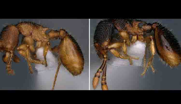 मिजोरम के जंगलों में मिली मिरमेसीना जीनस नामक दुर्लभ चींटी