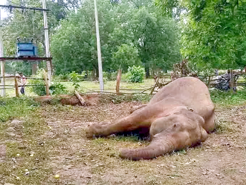 धरमजयगढ़ वन क्षेत्र में फिर एक हाथी की मौत
