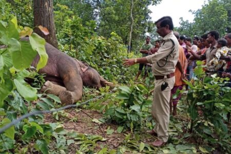 छत्तीसगढ़: धरमजयगढ़ वन मंडल में फिर एक जंगली हाथी करंट से मारा गया