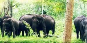 बार अभ्यारण्य में पके खड़े धान पर हाथियों का धावा: देखें वीडियो