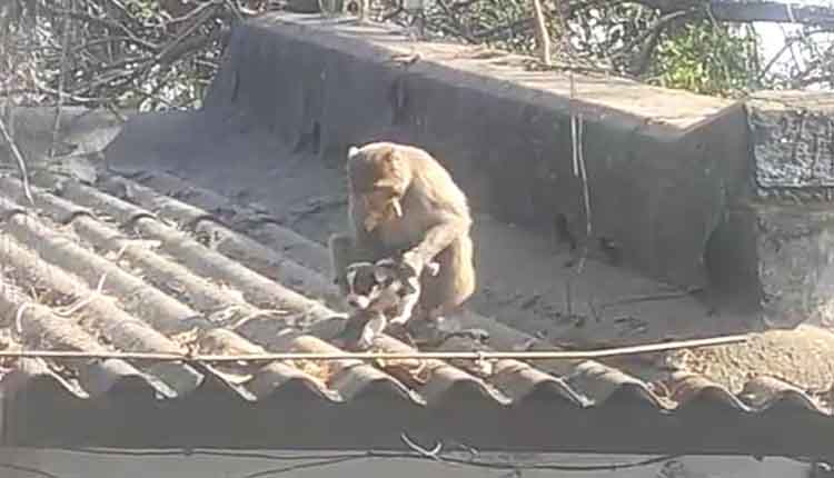 छत्तीसगढ़ में बंदरों और कुत्तों के बीच दोस्ती, देखें VIDEO