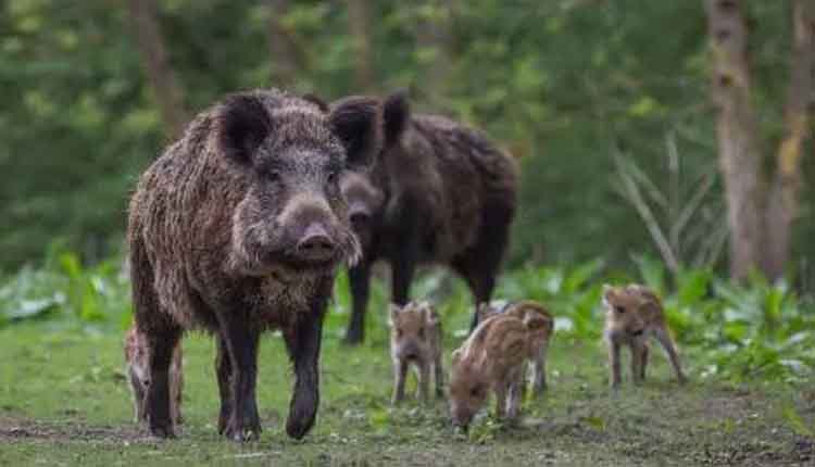 बसना वन परिक्षेत्र : जंगली सुअर ने हमला कर जख्मी बुजुर्ग के पास ही दम तोड़ा