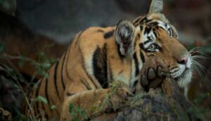 बाघों की मौत पर सरकार की सफाई