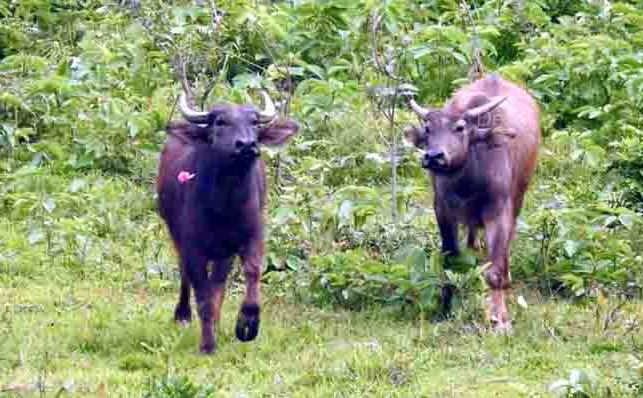 हाई कोर्ट ने असम वन भैसों के मामले में केंद्र–राज्य से माँगा जवाब