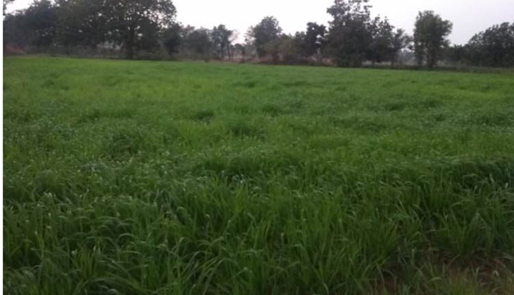 रबी फसलों की बुआई 76 फीसदी पूरी