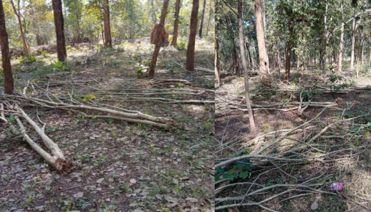 बारनवापारा के रवान रेंज में पेड़ बनते ही कटने लगे रतनजोत