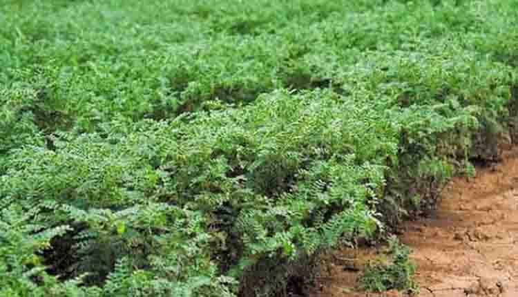 छत्तीसगढ़ में 17 लाख 83 हजार हेक्टेयर में हो चुकी रबी फसलों की बोनी