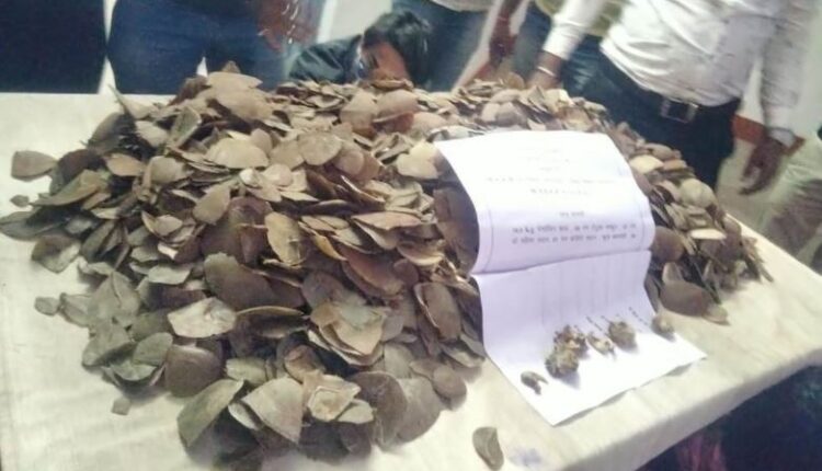बस्तर: पैंगोलिन स्केल-तेंदुआ नाखून जब्त, आरोपी गिरफ्तार