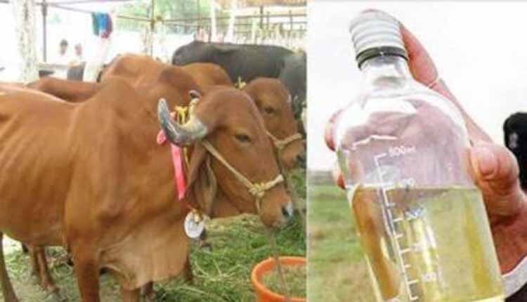 गोबर के बाद अब गोमूत्र की संभावनाएं तलाश रहा छत्तीसगढ़ – Desh Digital