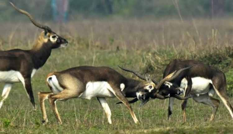 बार नयापारा अभ्यारण्य: जंगल में छोड़े गये काले हिरण, शिकार की आशंका