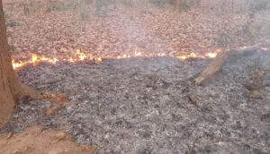 उदयपुर: इधर वन कर्मियों की हड़ताल, उधर हजारों हेक्टेयर जंगल में आग 