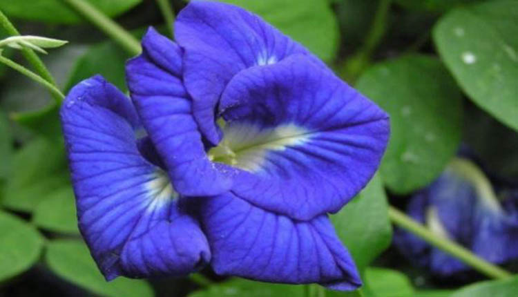 अपराजिता के फूलों से बनी ’ब्लू टी’