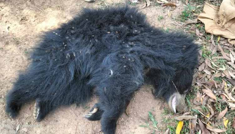 उदयपुर NH130 पर वाहन की ठोकर से मादा भालू की मौत