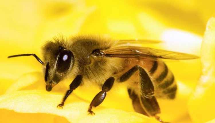 डीजे की तेज आवाज और धुंए से भड़की मधुमक्खियों का बारातियों पर हमला