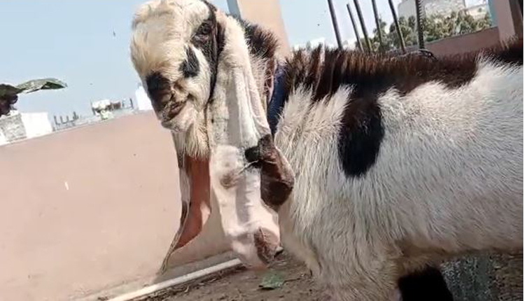 पिथौरा के इस किसान का एक बकरा डेढ़ लाख का, खेती के साथ बनाई नई राह