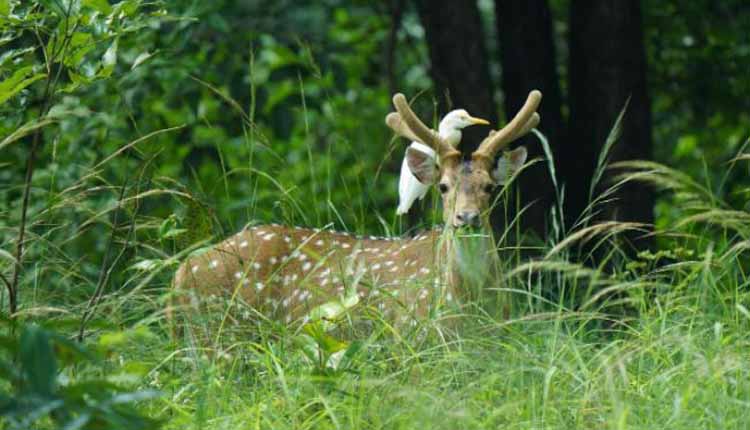 कैम्पा से बारनवापारा अभ्यारण्य का कायाकल्प