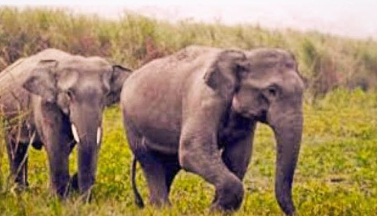 महुआ बिनने जंगल में सो रहे परिवार पर हाथी का हमला, बच्ची समेत 3 घायल