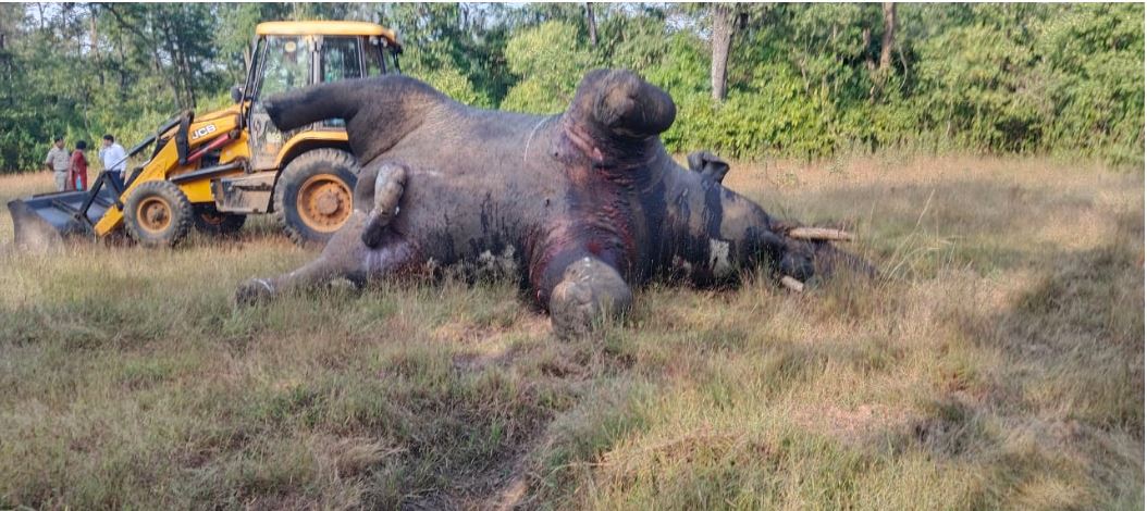 करंट से हाथी की मौत मामले में 2 गिरफ्तार, वनरक्षक निलंबित