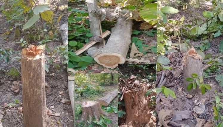 सिरपुर रेंज के छताल डबरा के जंगलों में सागौन की बड़े पैमाने पर अवैध कटाई