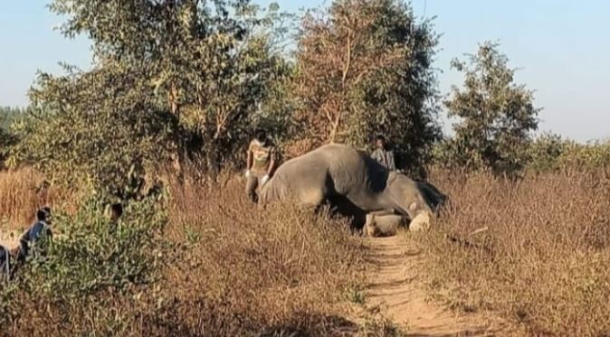 महासमुंद: कोडार बांध के पास एक और हाथी की शिकारी करंट से मौत, देखें वीडियो