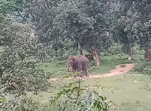 हाथी के हमले में युवा किसान की मौत, एक घायल
