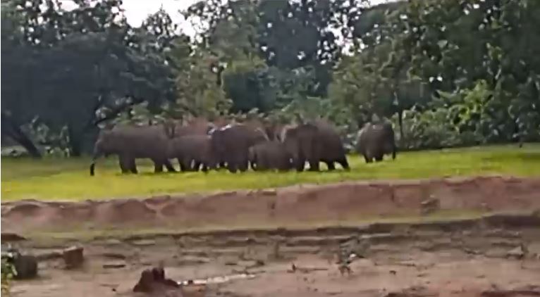 उदयपुर वन परिक्षेत्र पहुंचा हाथियों का दल, सायर रानू माड़ा जंगल में कर रहा विचरण