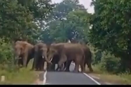 सड़क पर हाथी,लगा मजमा, NH130 आधा घंटा बंद