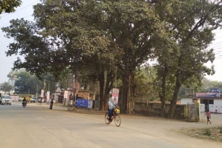 पिथौरा में गौरव पथ निर्माण के लिए काटे जा रहे हरे भरे वृक्ष बचाने की मांग 