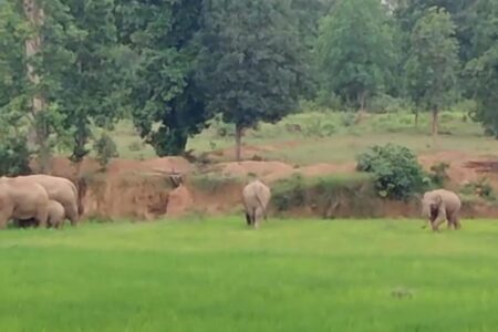 दल से बिछुड़े दो हाथियों ने आदिवासी को कुचलकर मार डाला