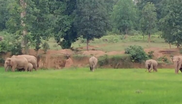 दल से बिछुड़े दो हाथियों ने आदिवासी को कुचलकर मार डाला